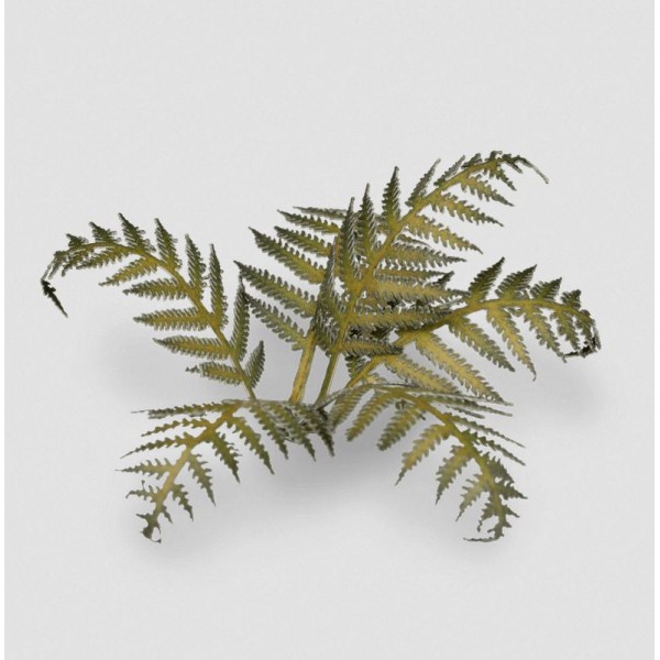 Gamer S Grass Laser Cut Plants Bracken